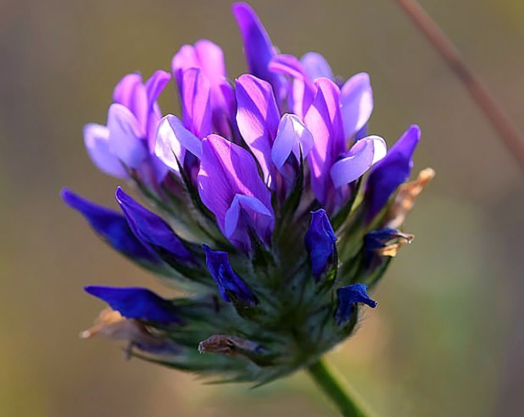 everything-you-need-to-know-about-bakuchiol