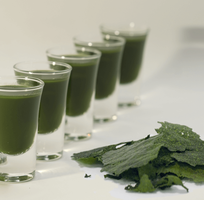 Ingredient Spotlight: Chlorella Vulgaris