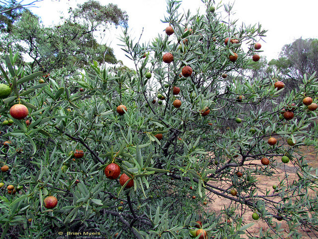 Australian Sandalwood Oil Tree