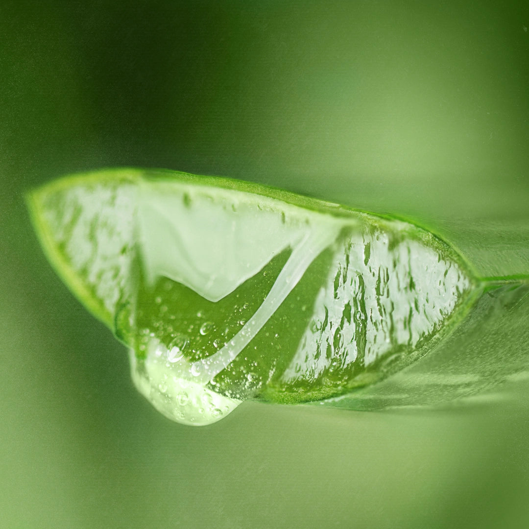Cut aloe vera leaf with clear gel, the hydrating organic base of LAMAV Organic BB Cream