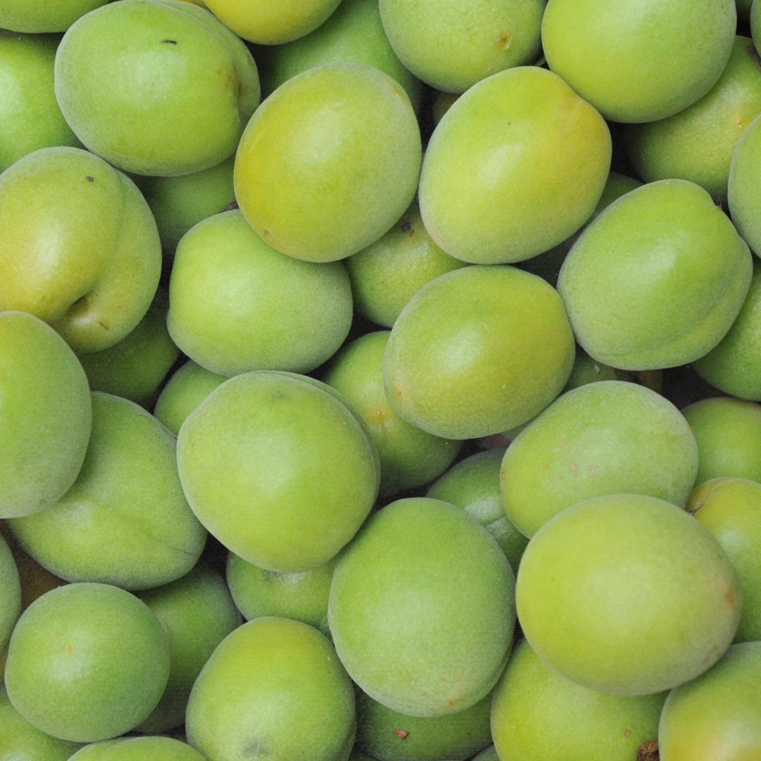 Fresh Kakadu Plum fruit on the branch, a vitamin C-rich bio-active in LAMAV Organic BB Cream