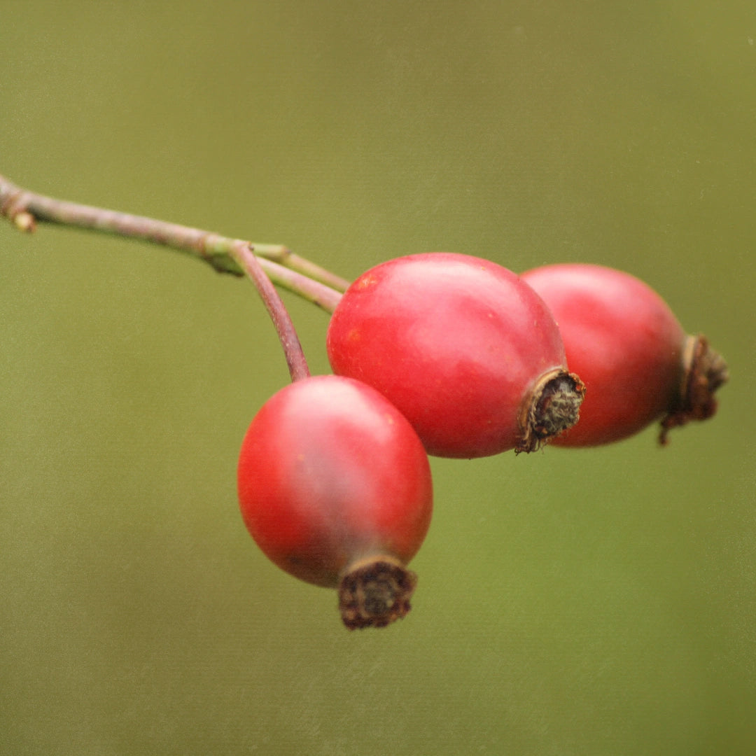 Rosehips and a drop of organic rosehip seed oil, a nourishing bio-active in LAMAV Organic BB Cream
